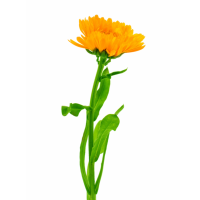 Nagietek polny miniaturka 1