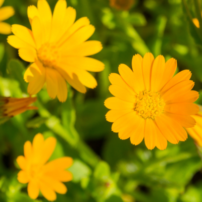 Nagietek polny miniaturka 3