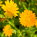 Field marigold miniaturka 3