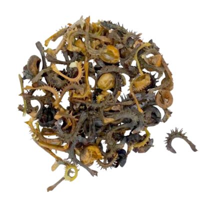 Nagietek polny miniaturka 2