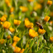 Field marigold miniaturka 4