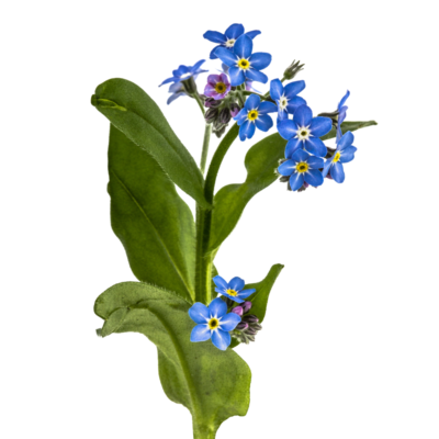 Niezapominajka polna miniaturka 1