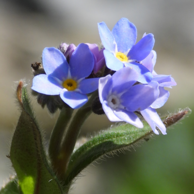 Niezapominajka polna miniaturka 3