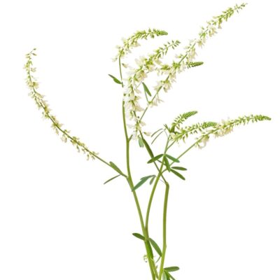 Nostrzyk biały miniaturka 1