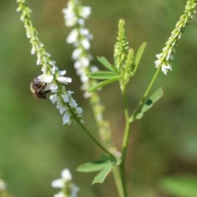Nostrzyk biały miniaturka 3