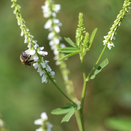 White sweetclover zdjęcie 3