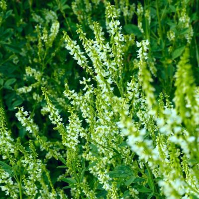 Nostrzyk biały miniaturka 4