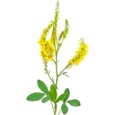 Nostrzyk żółty miniaturka 1