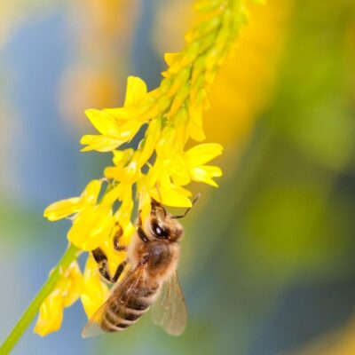 Łąka pszczelarska wieloletnia miniaturka 2