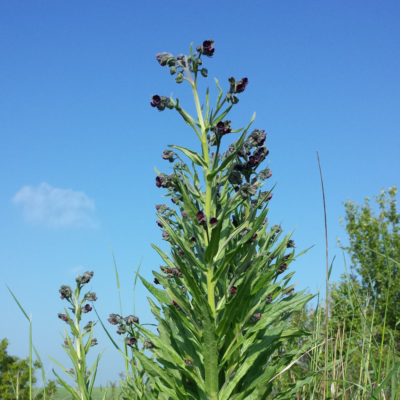 Ostrzeń pospolity miniaturka 4