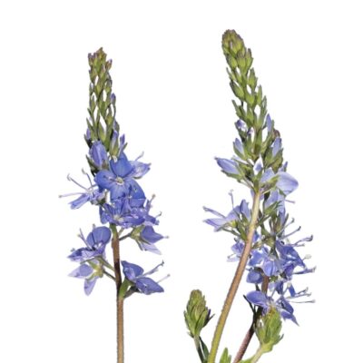 Przetacznik pagórkowy miniaturka 1