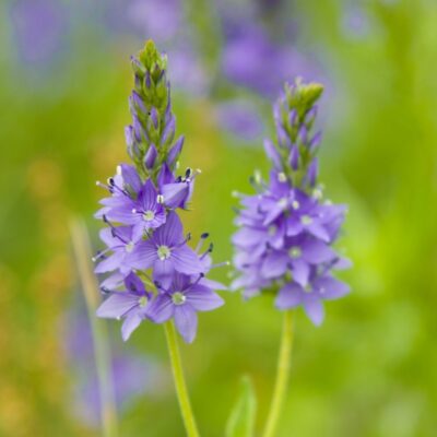 Przetacznik pagórkowy miniaturka 3