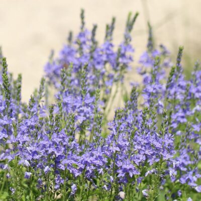 Przetacznik pagórkowy miniaturka 4