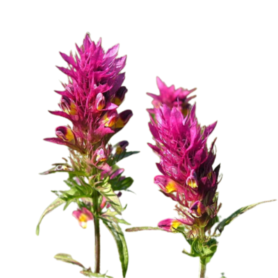 Pszeniec różowy miniaturka 1