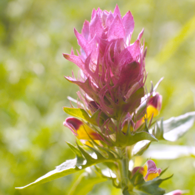 Pszeniec różowy miniaturka 3