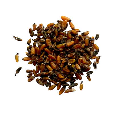 Pszeniec różowy miniaturka 2