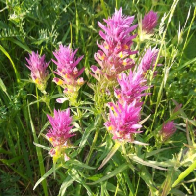 Pszeniec różowy miniaturka 4