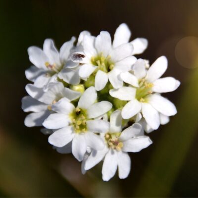 Pyleniec pospolity miniaturka 3