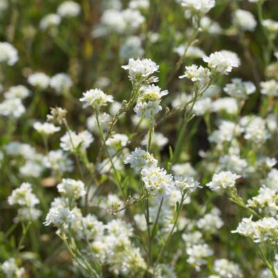 Pyleniec pospolity miniaturka 4