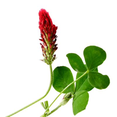 Ruddy clover miniaturka 1