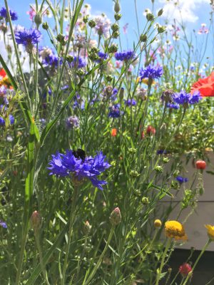 Bomby kwietne - chwasty miniaturka 4