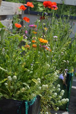 Bomby kwietne - nanołączka miniaturka 4