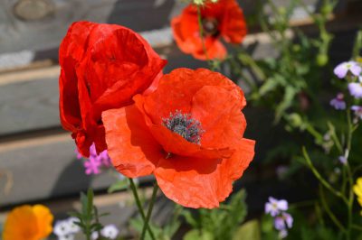 Bomby kwietne - nanołączka miniaturka 3