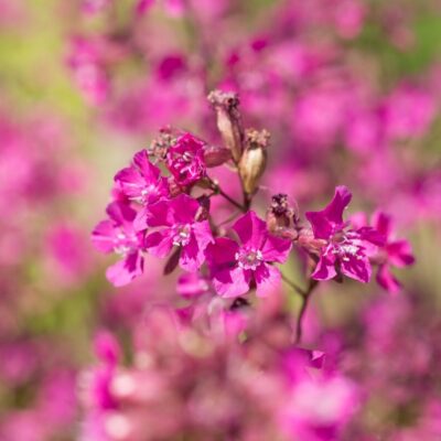 Smółka pospolita miniaturka 3