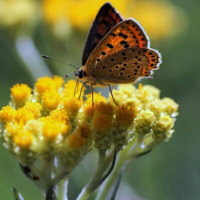 Kocanki piaskowe miniaturka 3