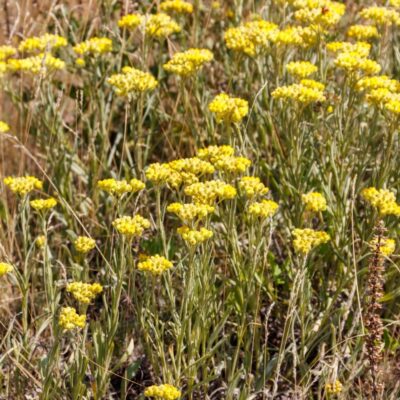 Kocanki piaskowe miniaturka 4