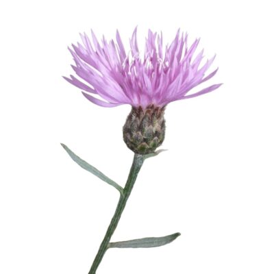 Chaber nadreński miniaturka 1