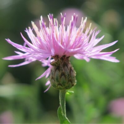 Chaber nadreński miniaturka 2