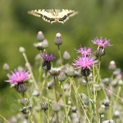 Chaber nadreński miniaturka 3