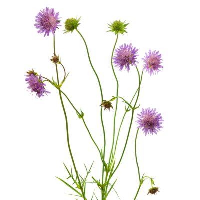 Driakiew gołębia miniaturka 1