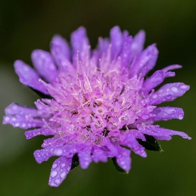 Driakiew gołębia miniaturka 3