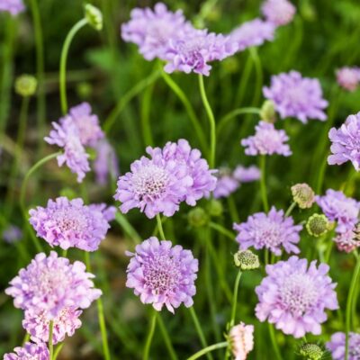 Driakiew gołębia miniaturka 4