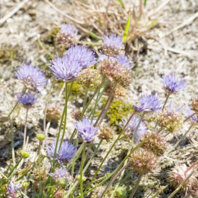 Łąka na piaszczyste i ubogie gleby miniaturka 2