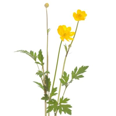 Jaskier rozłogowy miniaturka 1