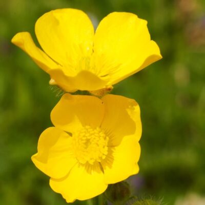 Jaskier rozłogowy miniaturka 3