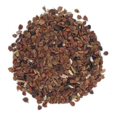 Jaskier rozłogowy miniaturka 2