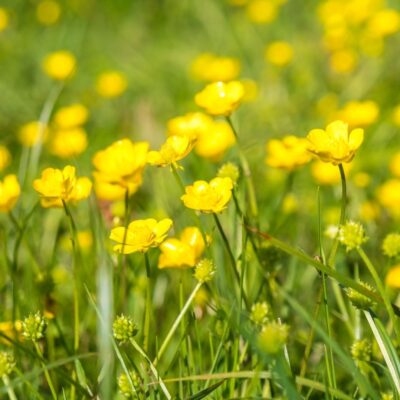 Jaskier rozłogowy miniaturka 4