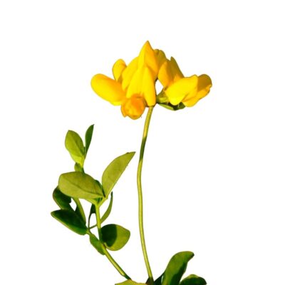 Komonica błotna miniaturka 1