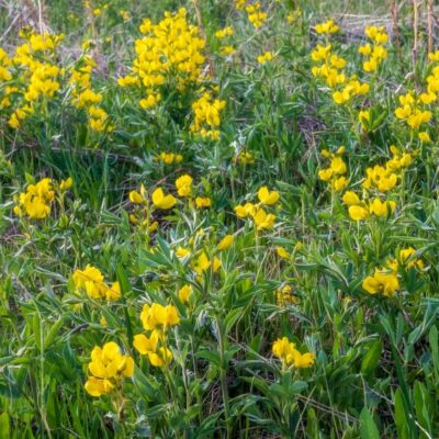 Komonica błotna miniaturka 3