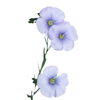 Len trwały miniaturka 1