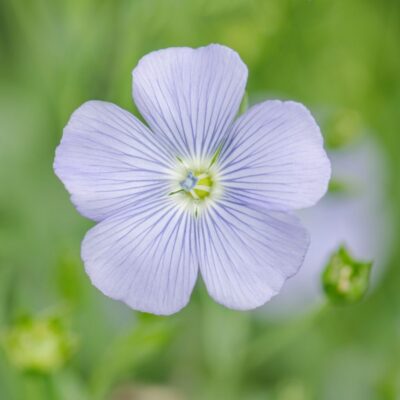 Len trwały miniaturka 3