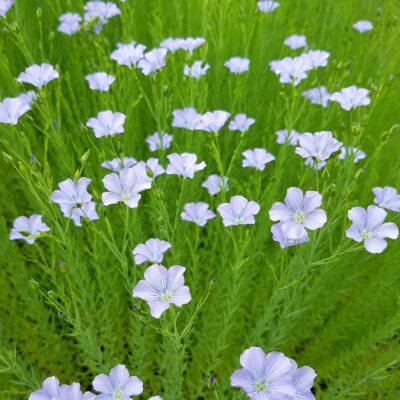 Len trwały miniaturka 4