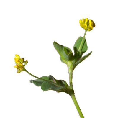 Lucerna nerkowata miniaturka 1