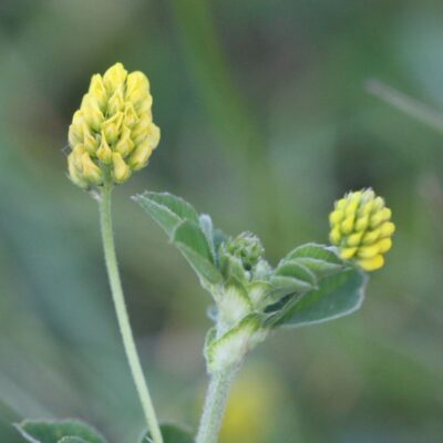 Lucerna nerkowata miniaturka 3