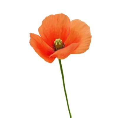 Mak wątpliwy miniaturka 1