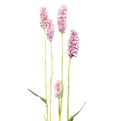 Rdest wężownik miniaturka 1